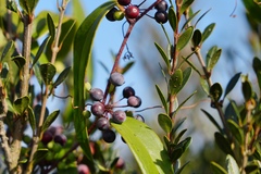 Smilax glabra