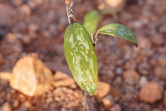 Smilax glabra
