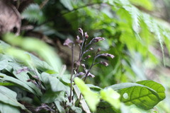 Staurogyne concinnula