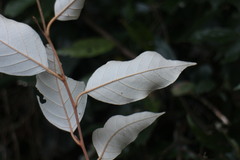 Styrax suberifolius