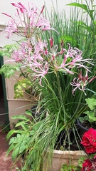 Nerine filifolia