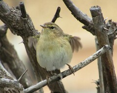 Phylloscopus canariensis