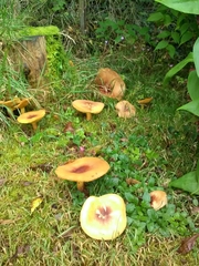 Lactarius aurantiacus
