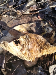 Lactarius controversus