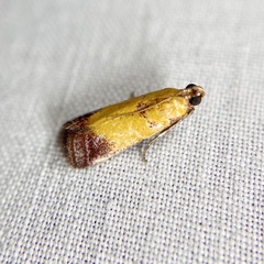 Nephopterix chryserythra