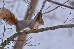 Sciurus vulgaris