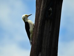 Melanerpes candidus