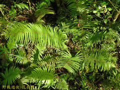 Sphaerostephanos taiwanensis