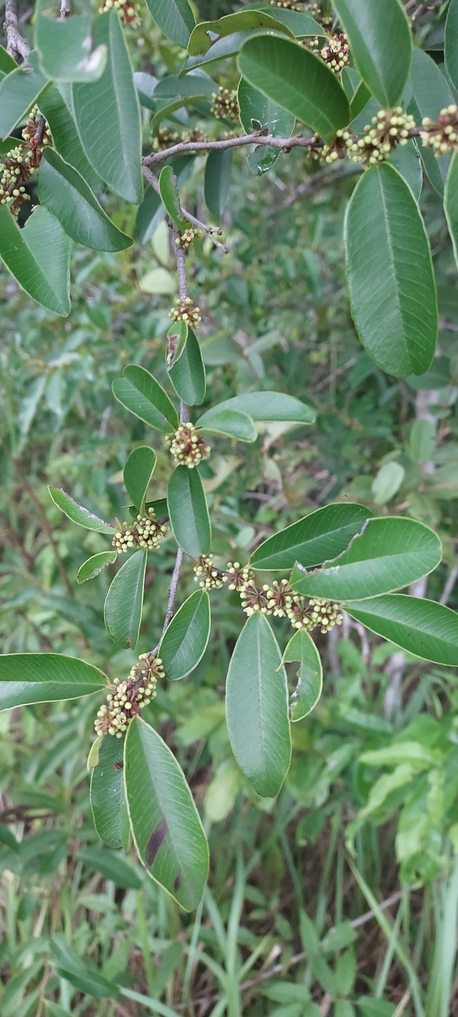 Casearia sylvestris