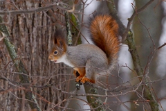 Sciurus vulgaris