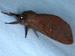 Elhamma australasiae