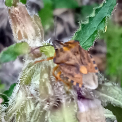 Carpocoris purpureipennis