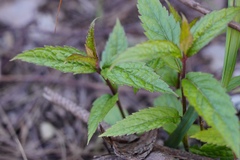 Eupatorium chinense
