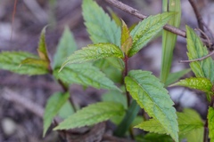 Eupatorium chinense
