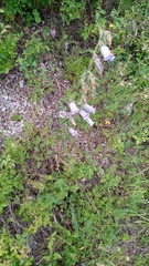 Campanula medium