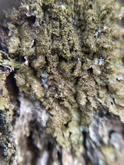 Melanelixia glabratula