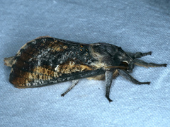 Elhamma australasiae