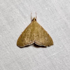 Hyalobathra