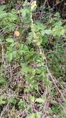 Digitalis grandiflora
