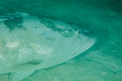 Epinephelus coioides