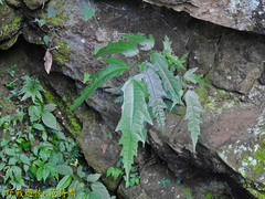 Ficus irisana