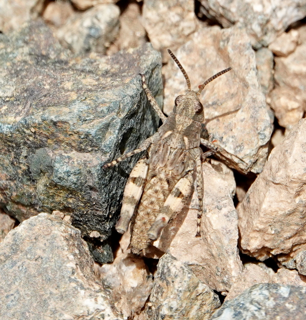 Notopleura