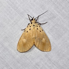 Asota iodamia