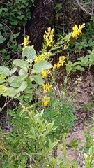Genista tinctoria