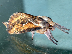 Elhamma australasiae