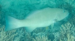 Plectropomus leopardus