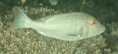 Lethrinus miniatus