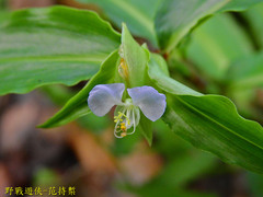 Commelina paludosa