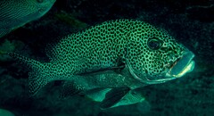 Plectorhinchus chaetodonoides