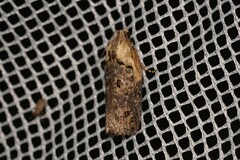 Cryptoptila australana