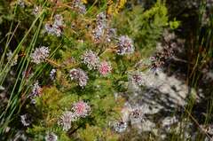 Serruria pedunculata