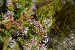 Serruria pedunculata