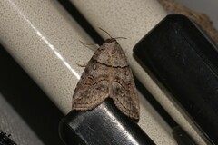 Calathusa hypotherma