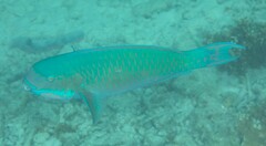 Chlorurus microrhinos