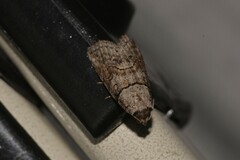 Calathusa hypotherma