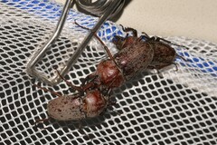 Cacostomus squamosus