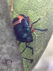 Lampromicra