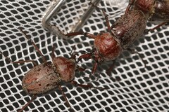 Cacostomus squamosus