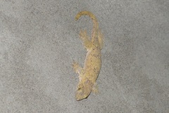 Gehyra marginata