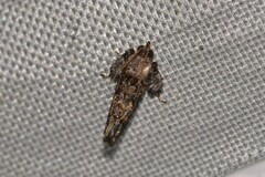 Cryptaspasma brachyptycha