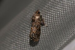 Cryptaspasma brachyptycha