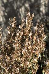 Elegia filacea