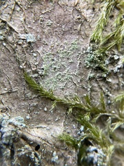 Lecanora expallens