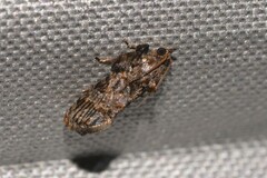 Cryptaspasma brachyptycha