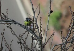 Cyanistes teneriffae