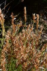 Elegia filacea